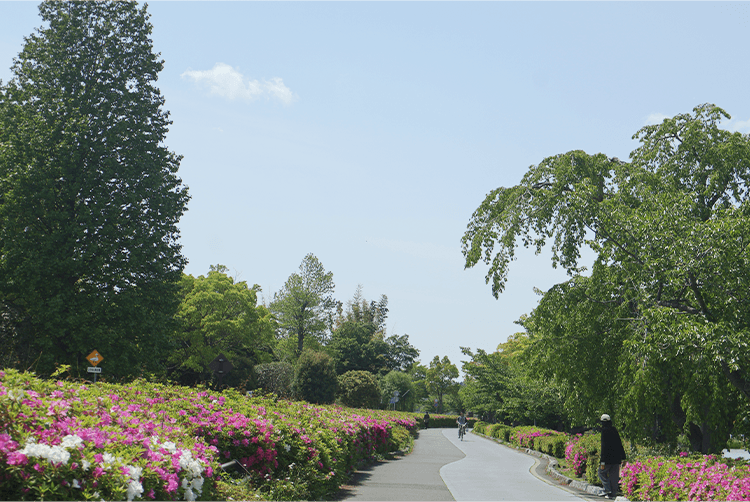 晴れた空、青々とした木々とツツジ。