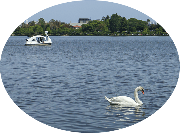 白鳥x2（リアルとボード）